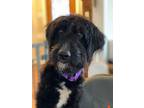 Adopt Clover - *Foster or foster-to-adopt* a Goldendoodle