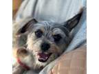 Adopt Sammy May a Yorkshire Terrier, Schnauzer