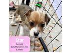 Adopt Star puppy a Terrier, Mixed Breed