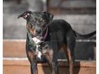 Adopt Lucy a Mountain Cur