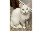 Adopt Pickle a Domestic Short Hair