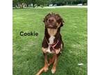 Adopt Cookie a Chocolate Labrador Retriever, Cattle Dog