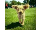 Adopt Sweet pea a Cairn Terrier, Terrier