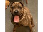 Adopt Coco Bean a Shar-Pei