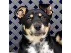 Adopt Lilah a Shepherd, Rottweiler