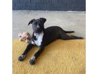 Adopt Lucy a Mixed Breed