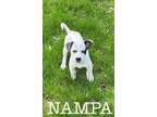 Adopt NAMPA a Australian Cattle Dog / Blue Heeler