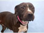 Adopt Winnie a Labrador Retriever, Mixed Breed