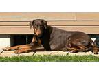 Adopt Rose a Doberman Pinscher