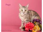 Adopt Freya a Domestic Short Hair