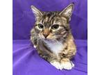 Adopt Cinnamon Swirl a Domestic Short Hair