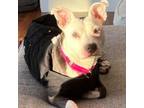Adopt Trixie a Pit Bull Terrier