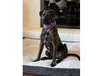 Adopt Vanessa a Pit Bull Terrier, Mixed Breed