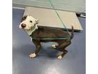 Adopt Clarise a Pit Bull Terrier