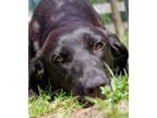 Adopt Penne a Retriever, Mixed Breed