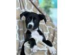 Adopt Daphne a Pit Bull Terrier, Mixed Breed