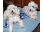 Adopt Ellie and Carl in TX a Poodle