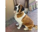 Adopt Brownie a Saint Bernard