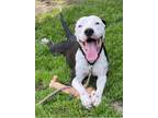 Adopt Ofelia a American Staffordshire Terrier, Pit Bull Terrier