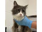 Adopt Miss Thang a Domestic Medium Hair