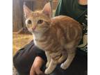 Adopt Rory a Domestic Short Hair