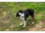 Miniature Australian Shepherd Puppy for sale in Tulsa, OK, USA