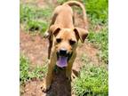 Adopt Riot a Mastiff, Mixed Breed