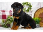 Rottweiler Puppy for sale in Springfield, MO, USA