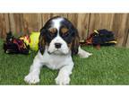 Cavalier King Charles Spaniel Puppy for sale in Springfield, MO, USA