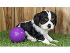 Cavalier King Charles Spaniel Puppy for sale in Springfield, MO, USA