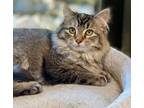 Adopt Miss Mae a Domestic Medium Hair