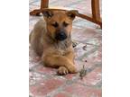 Adopt Tennielle a German Shepherd Dog