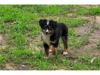 Miniature Australian Shepherd Puppy for sale in Tulsa, OK, USA