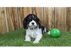 Cavalier King Charles Spaniel Puppy for sale in Springfield, MO, USA