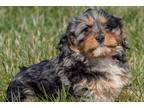 Cavapoo Puppy for sale in Fort Wayne, IN, USA