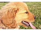 Golden Retriever Puppy for sale in Springfield, MO, USA