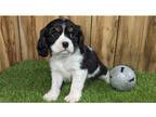 Cavalier King Charles Spaniel Puppy for sale in Springfield, MO, USA