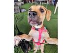 Adopt Tulip a Pit Bull Terrier, Mixed Breed