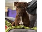 Adopt Reba a Pit Bull Terrier, Mixed Breed