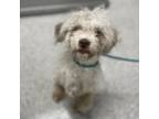Adopt Seaside a Poodle, Mixed Breed
