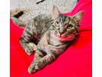 Adopt Patty a Domestic Short Hair