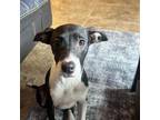Adopt Piper a Whippet
