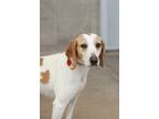 Adopt Sky a Labrador Retriever, Beagle