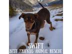 Adopt Swift a Miniature Pinscher