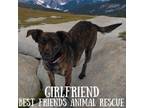 Adopt Girlfriend a Miniature Pinscher