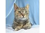 Adopt Iris a Domestic Short Hair