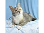 Adopt Lena a Domestic Short Hair