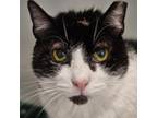 Adopt Ruth a Domestic Short Hair