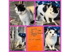 Adopt Dottie a American Shorthair