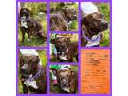 Adopt Mor a Mountain Cur, Pit Bull Terrier